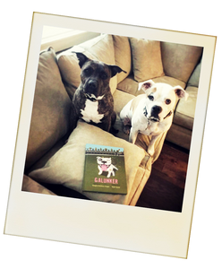 2 cute pit bulls with a copy of Galunker - The book starring a pitbull